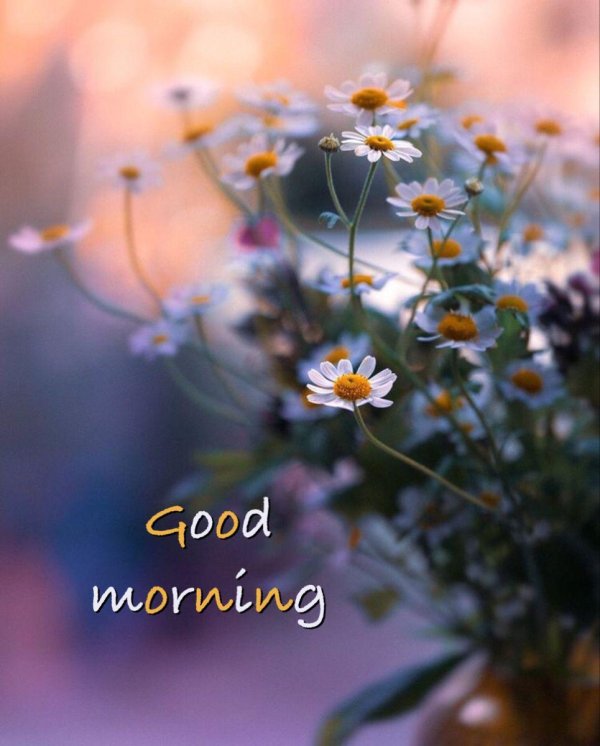 доброго утра полевые цветы