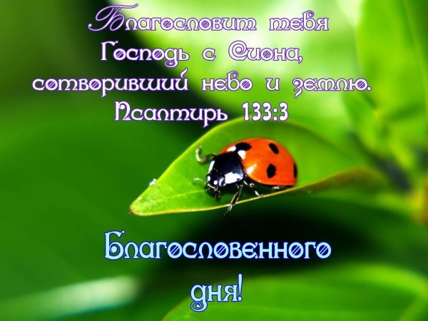 коровка божья