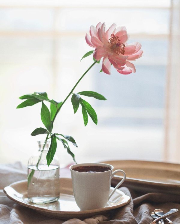 пионы с добрым утром