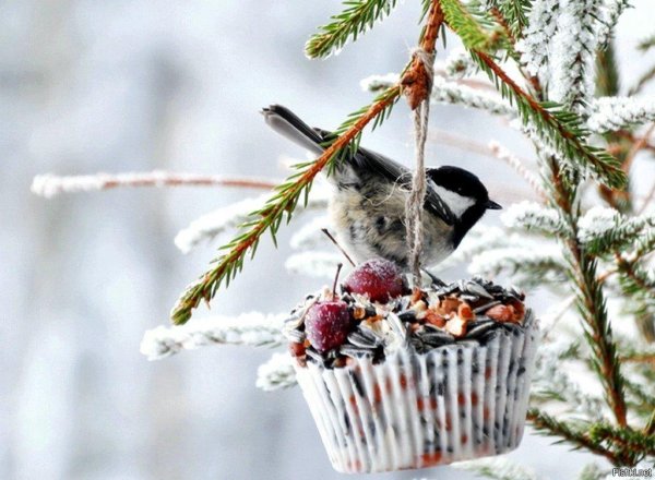утра доброго зимнего