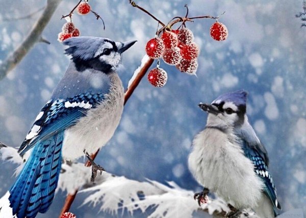 птичка сойка голубая