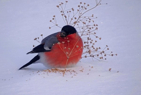 обыкновенный снегирь