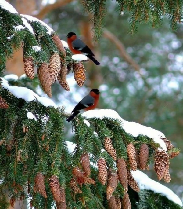 птицы в зимнем лесу