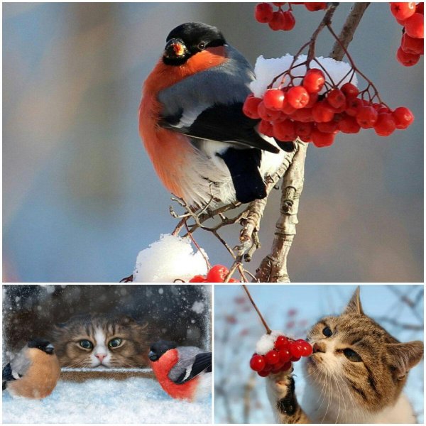 красногрудый снегирь