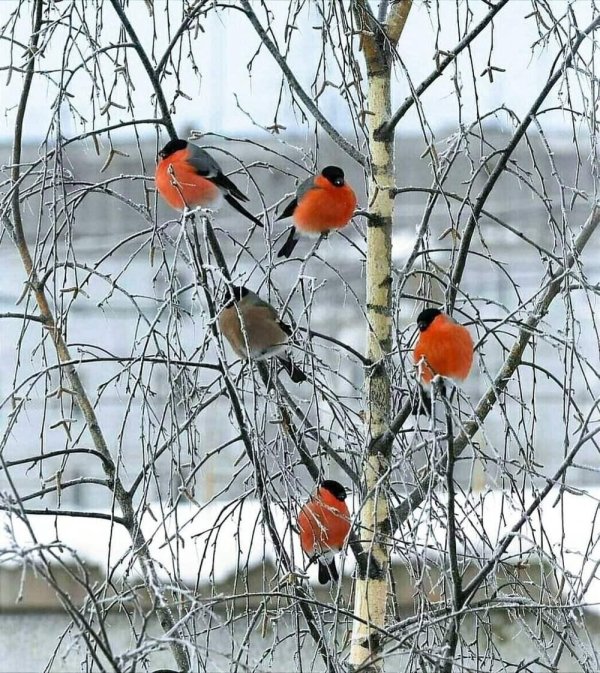 стайка снегирей на ветках рябины средняя группа
