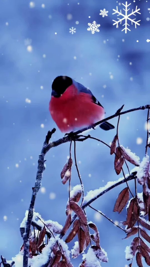 красногрудый снегирь