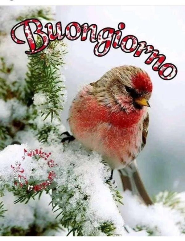 зимние птички