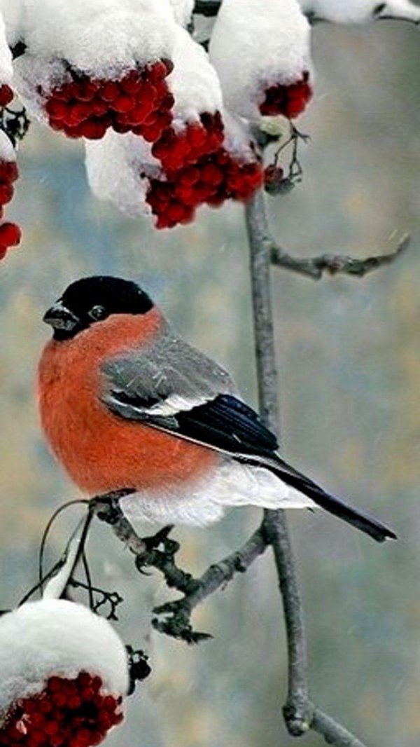 желтоспинный снегирь