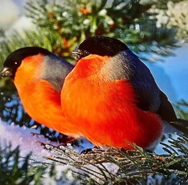 желтогрудый снегирь