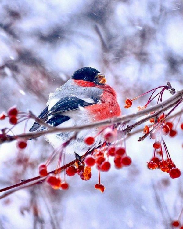 красногрудый снегирь