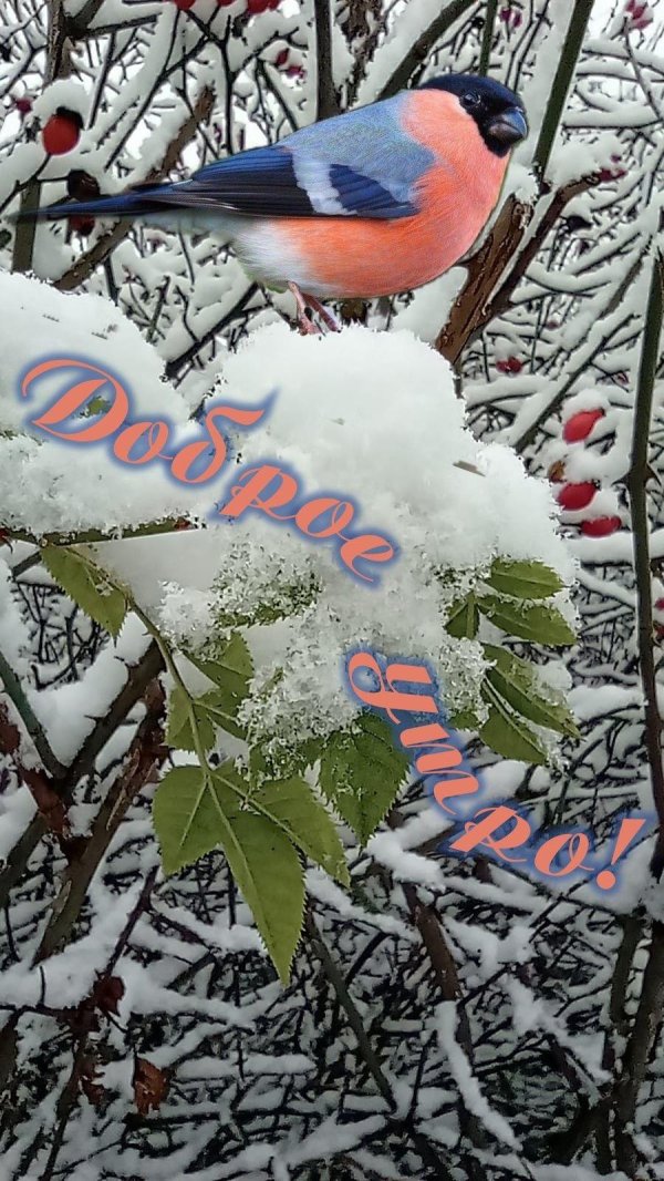 зимнего утра доброго