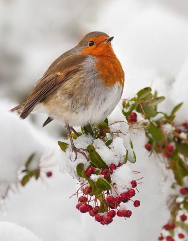 зарянка малиновка горихвостка