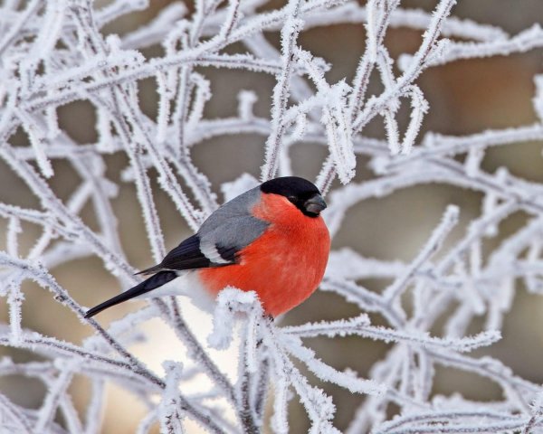 снегирь вьюрковые