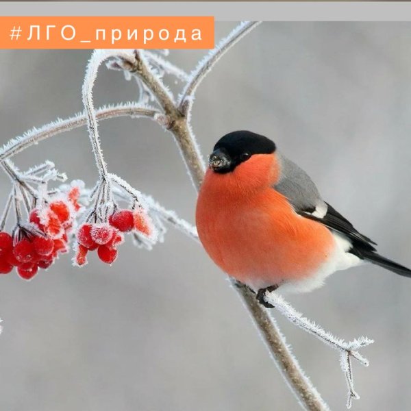 желтогрудый снегирь