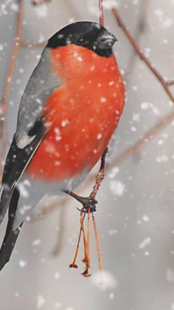 желтоспинный снегирь