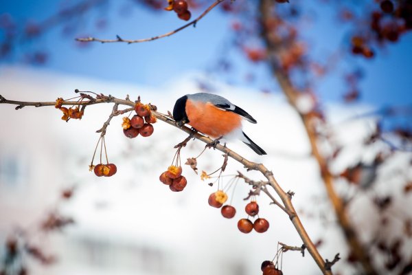 снегирь птички зимующие