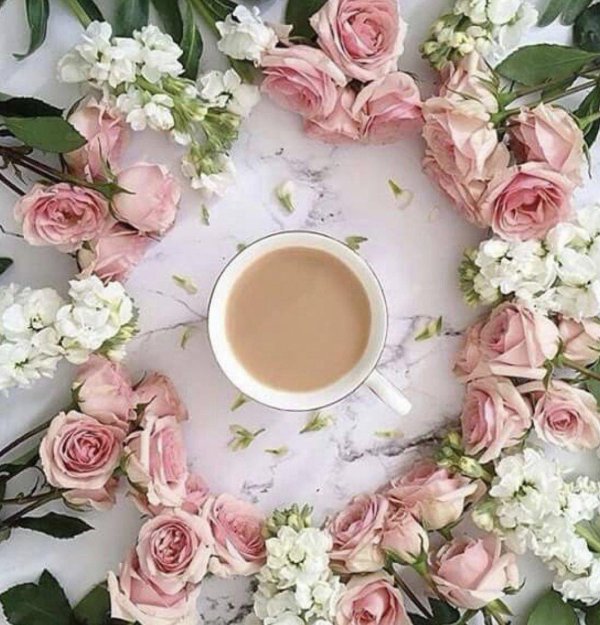 цветы утренние