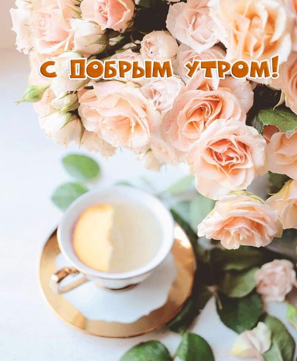 утренние цветы