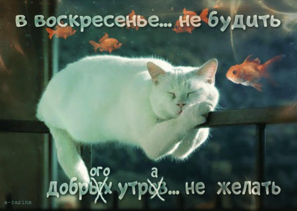 в воскресенье не будить добрых утров не желать