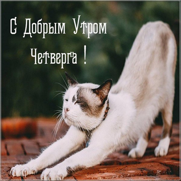 утро четверг