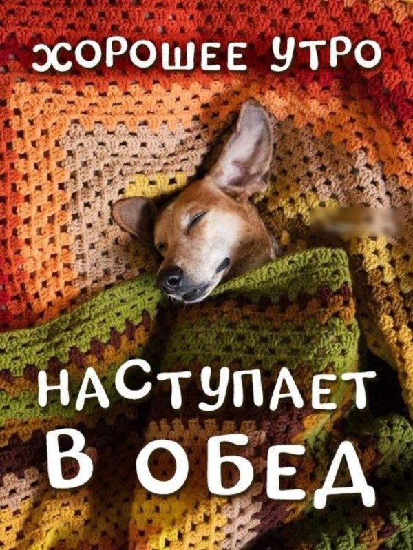 собака красивая