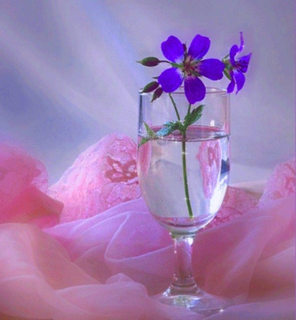 букет фиалки