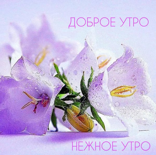 утро нежность