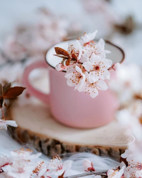 цветки вишни