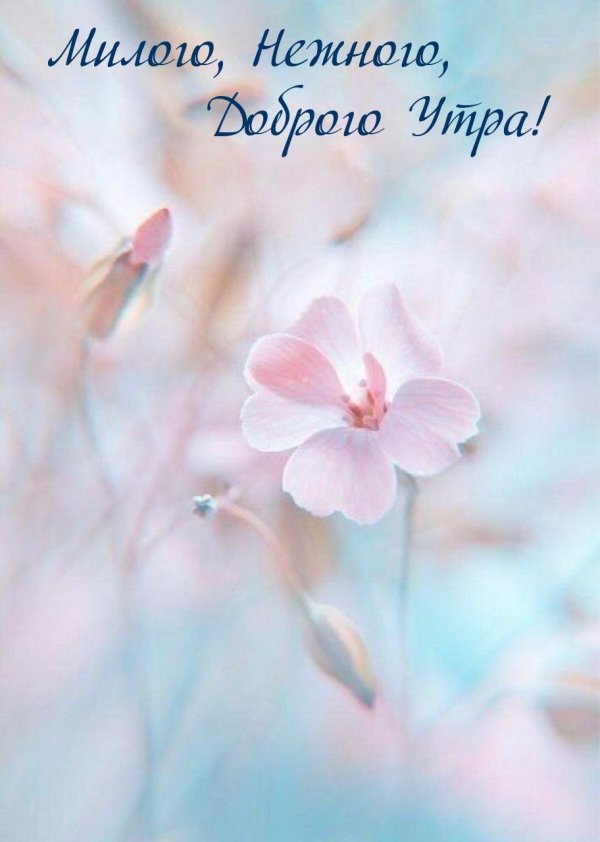 цветок нежный