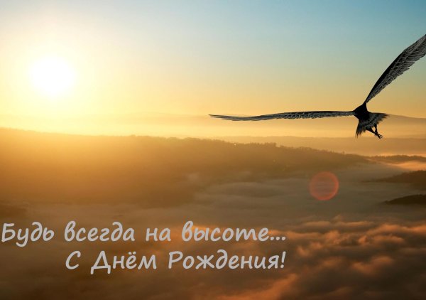 птица высокого полёта