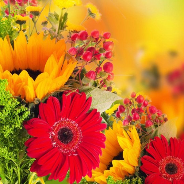 цветок гербера