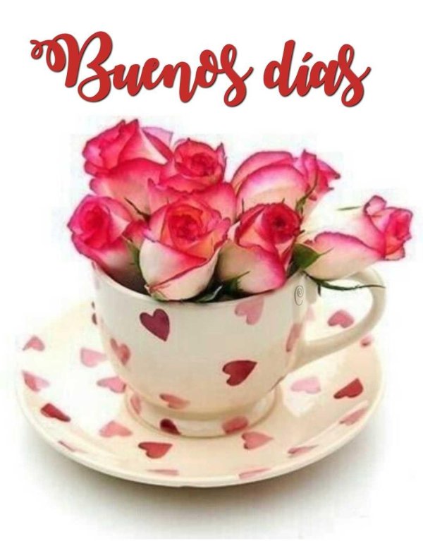 розы в чашке