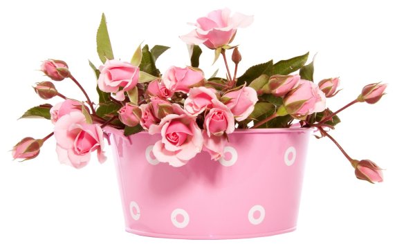 нежные букеты цветов