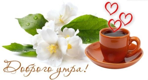 жасмин цветки