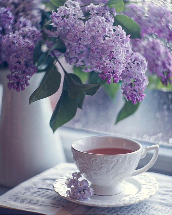 сиреневое утро