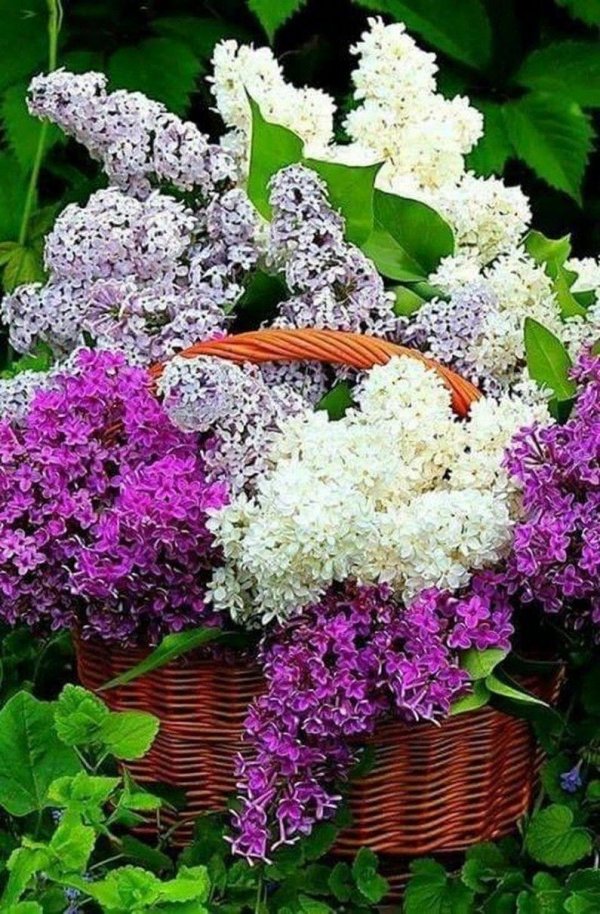 сирень рустика