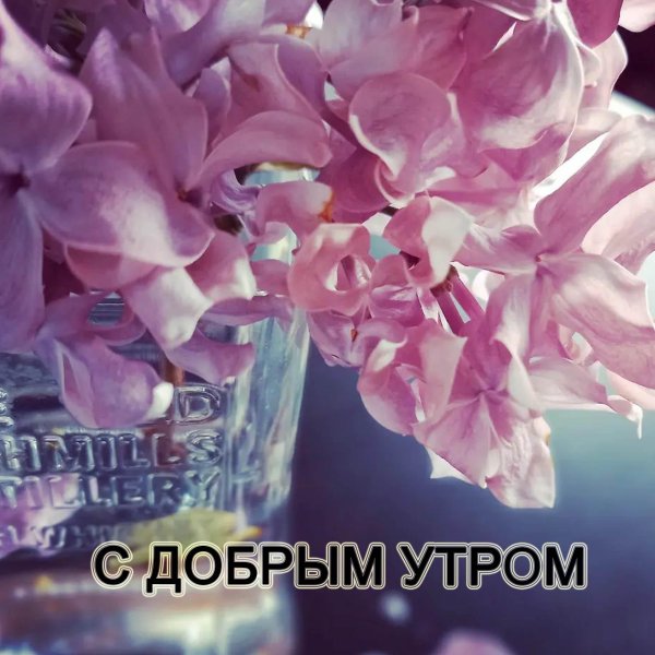 цветок с добрым утром