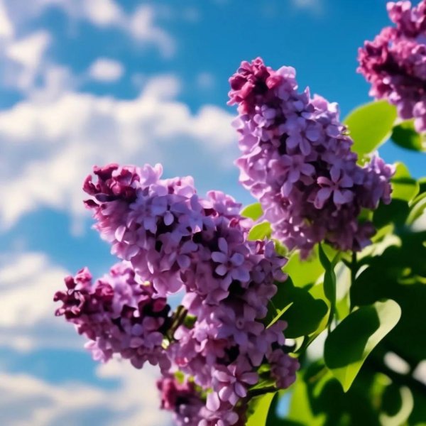 сирень крупная