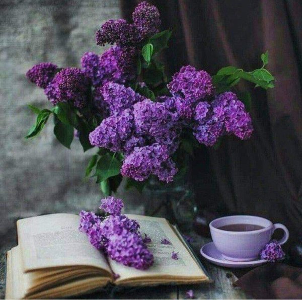 сирень сиреневая