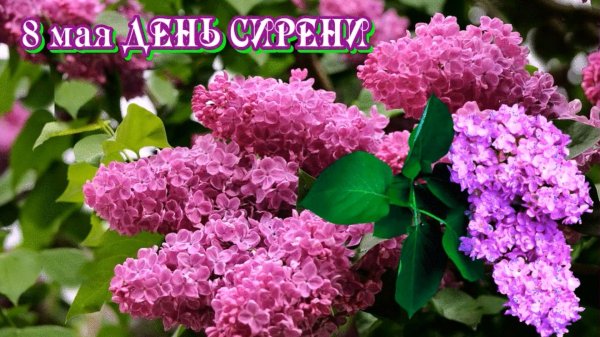 международный день сирени