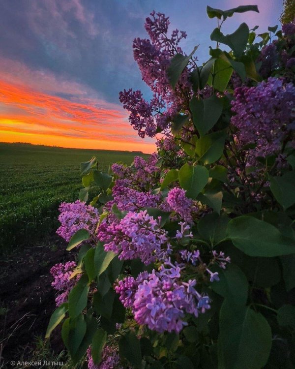 крымская сирень