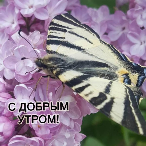 подалирий бабочка