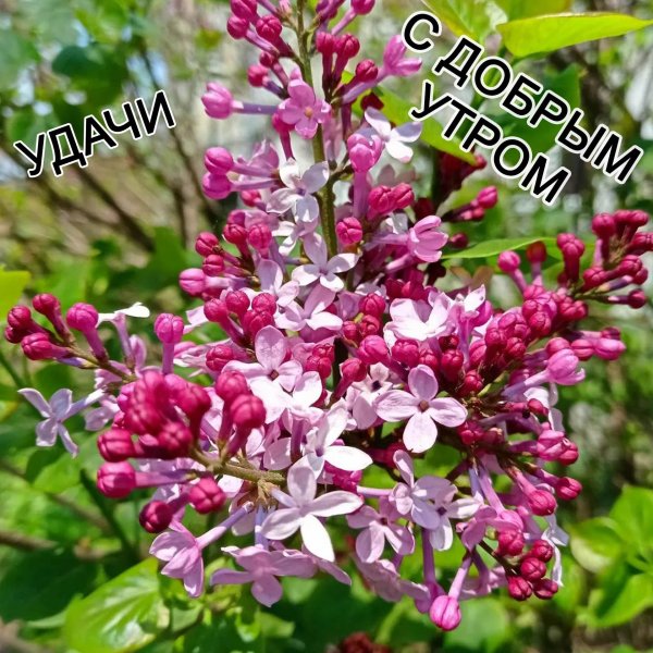 сирень красивая