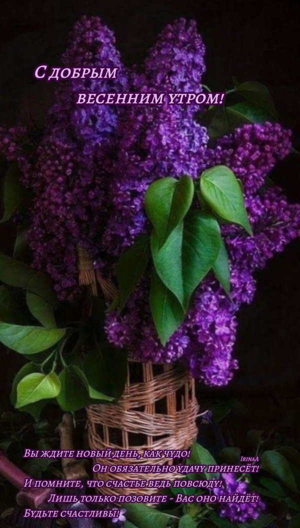 сирень сиреневая