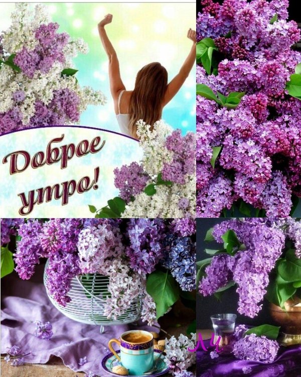доброе утро с сиренью