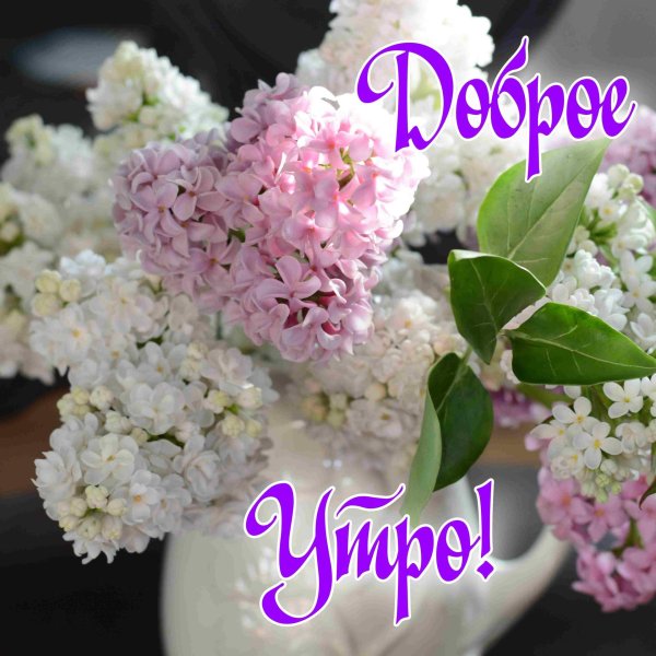 с добрым утром цветущая черемуха