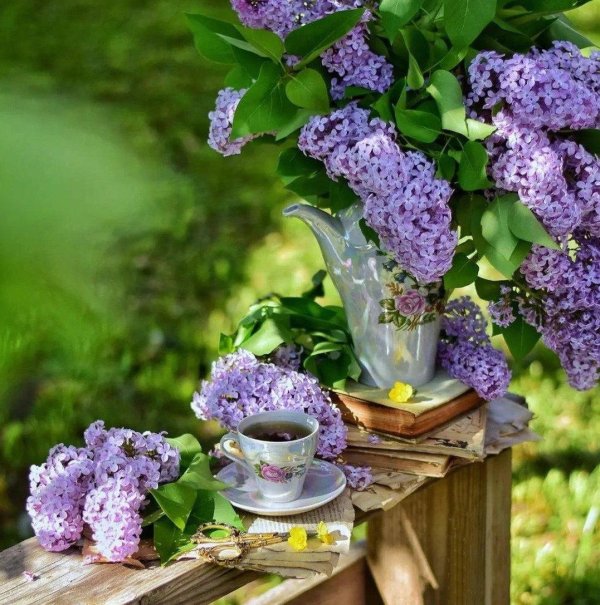 запах сирени