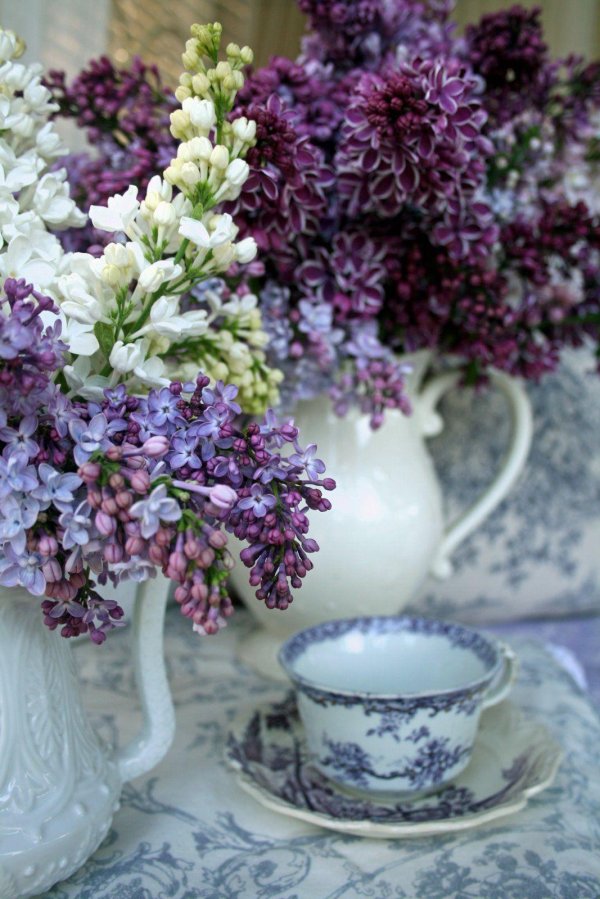 сирень хелен