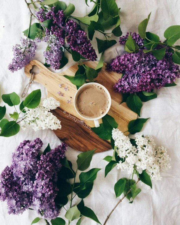 сирень на столе