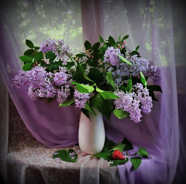 крамской сирень